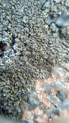 Montanelia sorediata