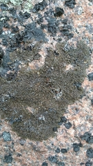 Montanelia sorediata