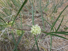 Asclepias stenophylla