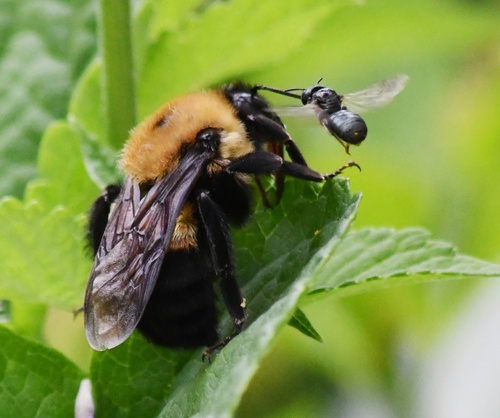 Brown-belted Bumble Bee photographed in Pennsylvania