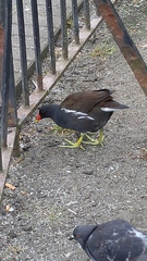 Gallinula chloropus