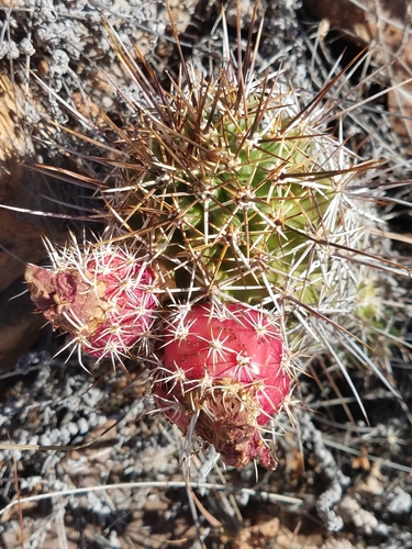 Pinkflower Hedgehog Cactus