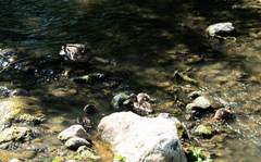 Anas platyrhynchos