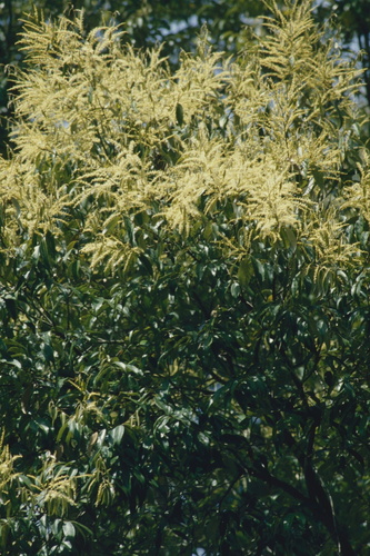 Castanopsis cuspidata iNat (2)