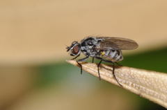 Anthomyia pluvialis