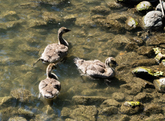 Branta canadensis
