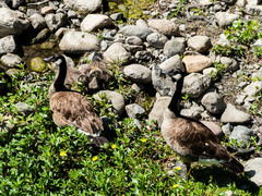 Branta canadensis