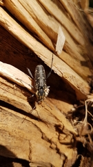Xylotrechus rusticus