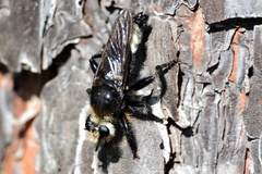 Laphria gibbosa