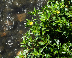 Ludwigia