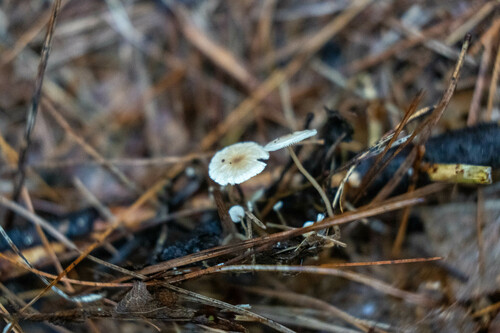 Collybia cirrhata — (c) Richard Jacob, some rights reserved (CC BY)