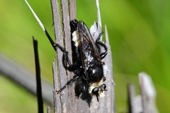 Laphria gibbosa