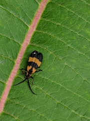 Calopteron discrepans