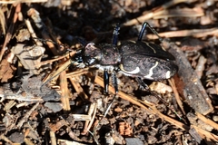 Cicindela sylvatica