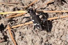 Cicindela sylvatica
