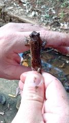 Leptodactylus natalensis