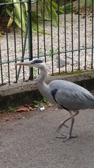 Ardea cinerea
