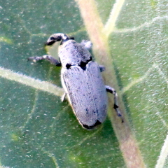 Trichobaris compacta