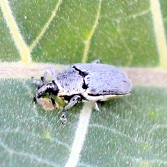 Trichobaris compacta