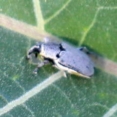 Trichobaris compacta