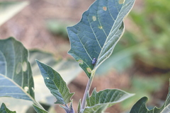 Trichobaris compacta