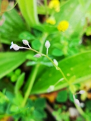 Myosotis ramosissima