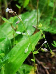 Myosotis ramosissima