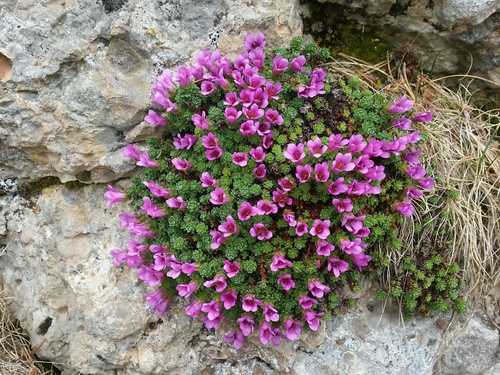 Purple Saxifrage