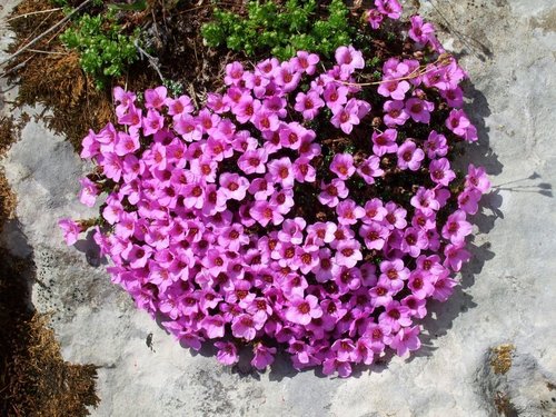 Purple Saxifrage