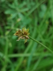 Carex spicata
