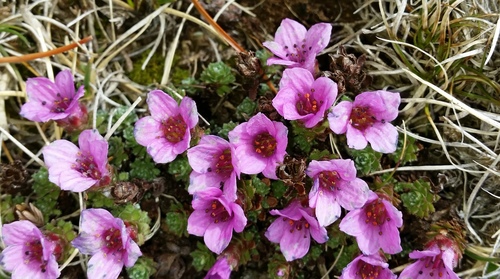 Purple Saxifrage