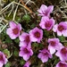 Purple Saxifrage - Photo (c) Joan Simon, some rights reserved (CC BY-SA)