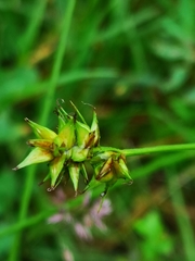 Carex spicata
