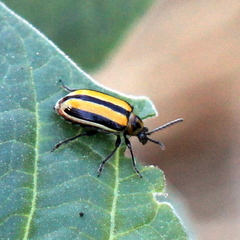 Lema daturaphila