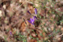 Brodiaea leptandra