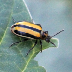 Lema daturaphila