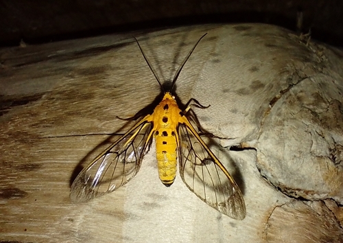 Aculeus notostictus · iNaturalist