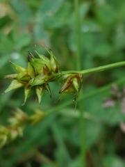 Carex spicata
