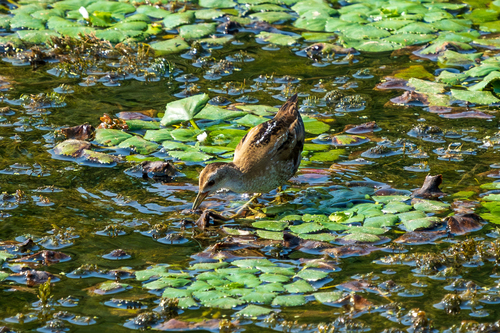 Little Crake, Balatonmagyaród, 8753 Hungary, photo 9 of 10