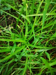 Carex spicata