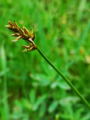 Carex spicata