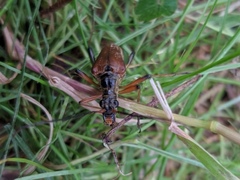 Stenocorus meridianus