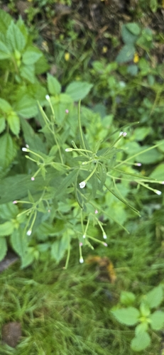 Image of Epilobium coloratum by (c) daksu, some rights reserved (CC BY)