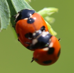 Coccinella magnifica