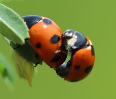 Coccinella magnifica