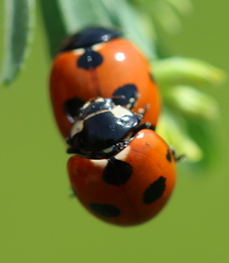 Coccinella magnifica