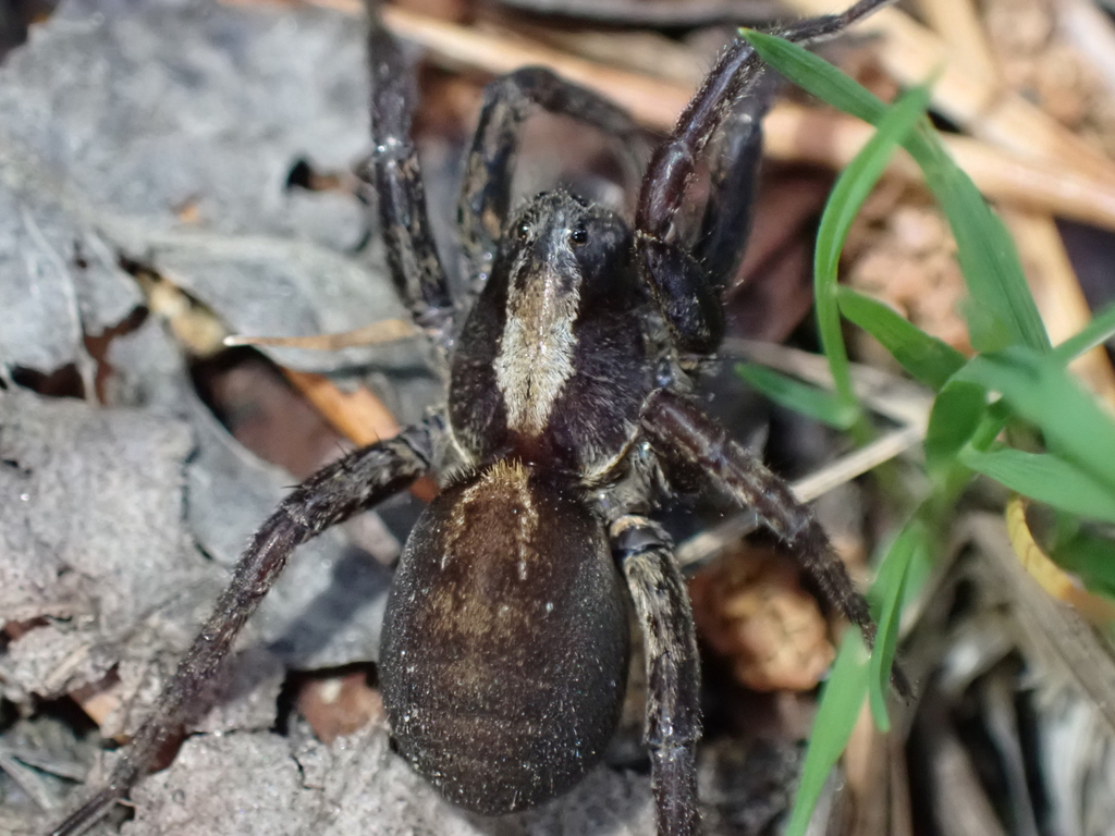Alopecosa pinetorum