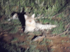 Felis lybica cafra