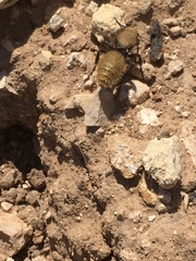 Dasymutilla calorata