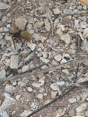 Dasymutilla calorata